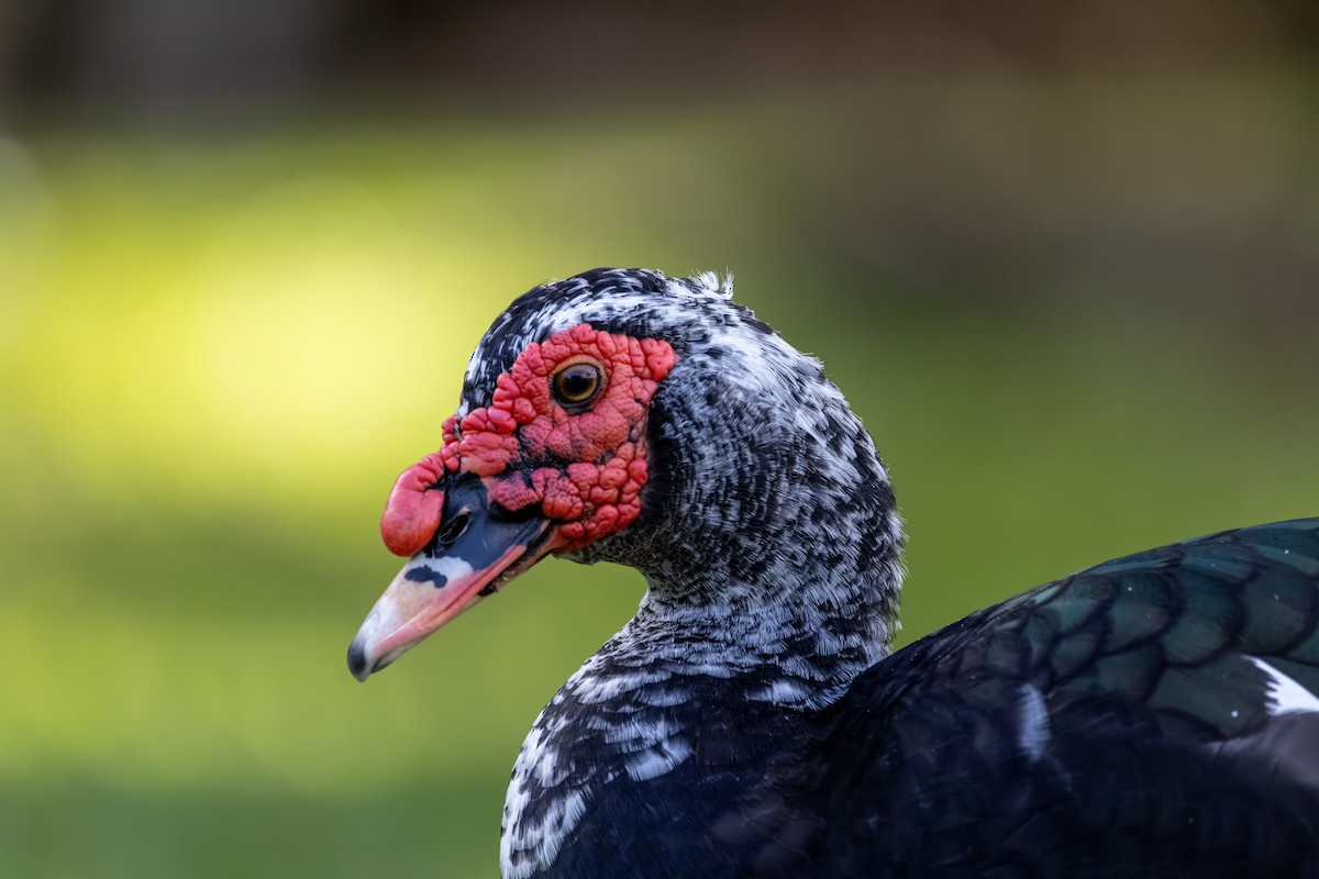 pižmovka americká (domestikovaná) - ML646229573