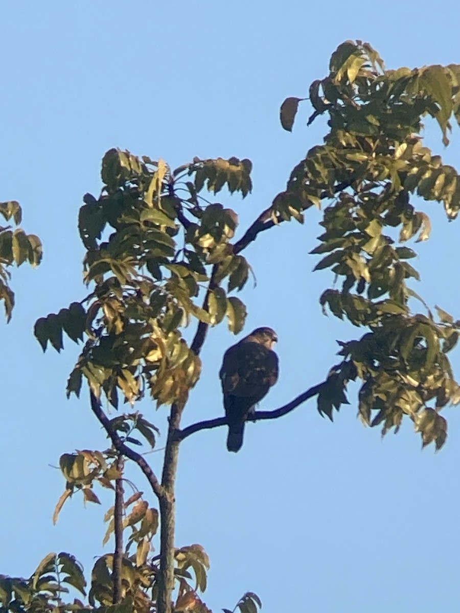 krahujec šikra - ML646229575