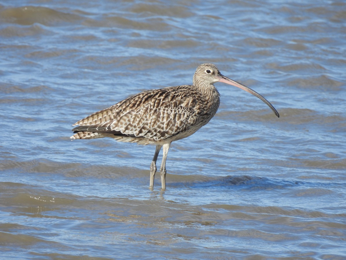 koliha východní - ML646229576