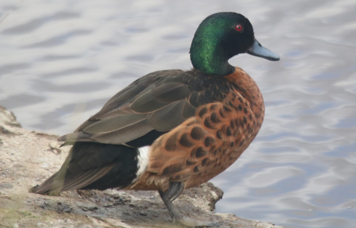 čírka kaštanová - ML646229577