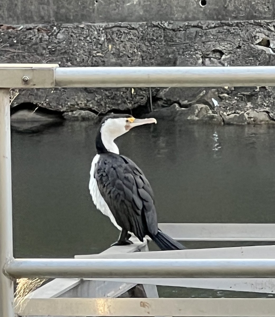 kormorán pestrý - ML646229578