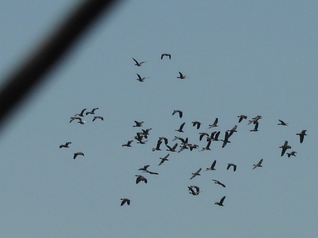 husička malá - ML646229579