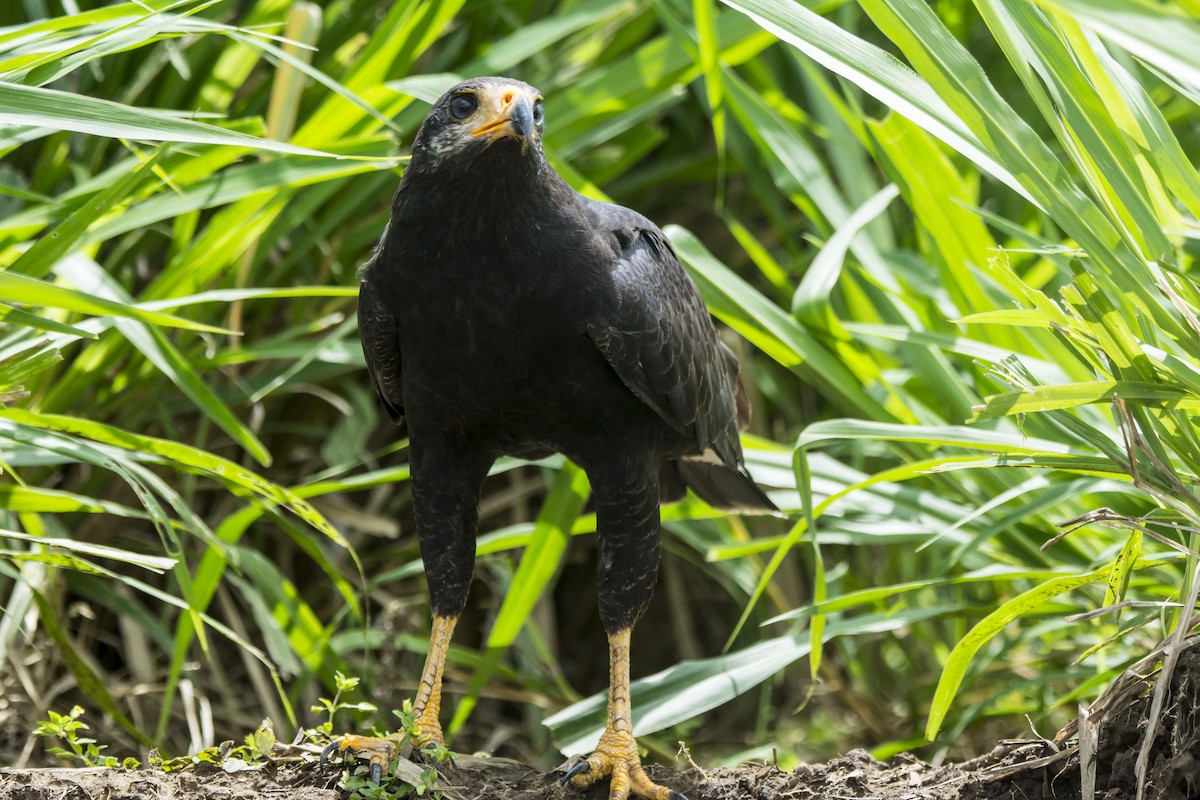 Common Black Hawk - ML646229581