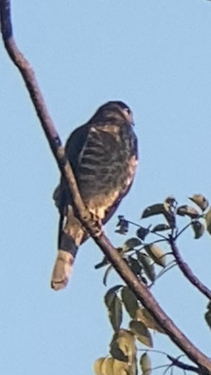 krahujec šikra - ML646229582