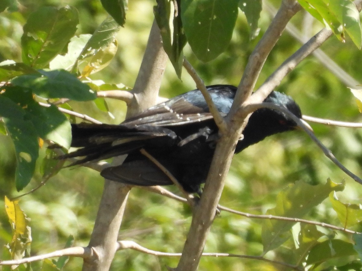 kukačka koel - ML646229583