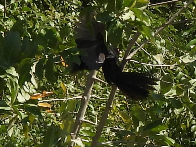 kukačka koel - ML646229585