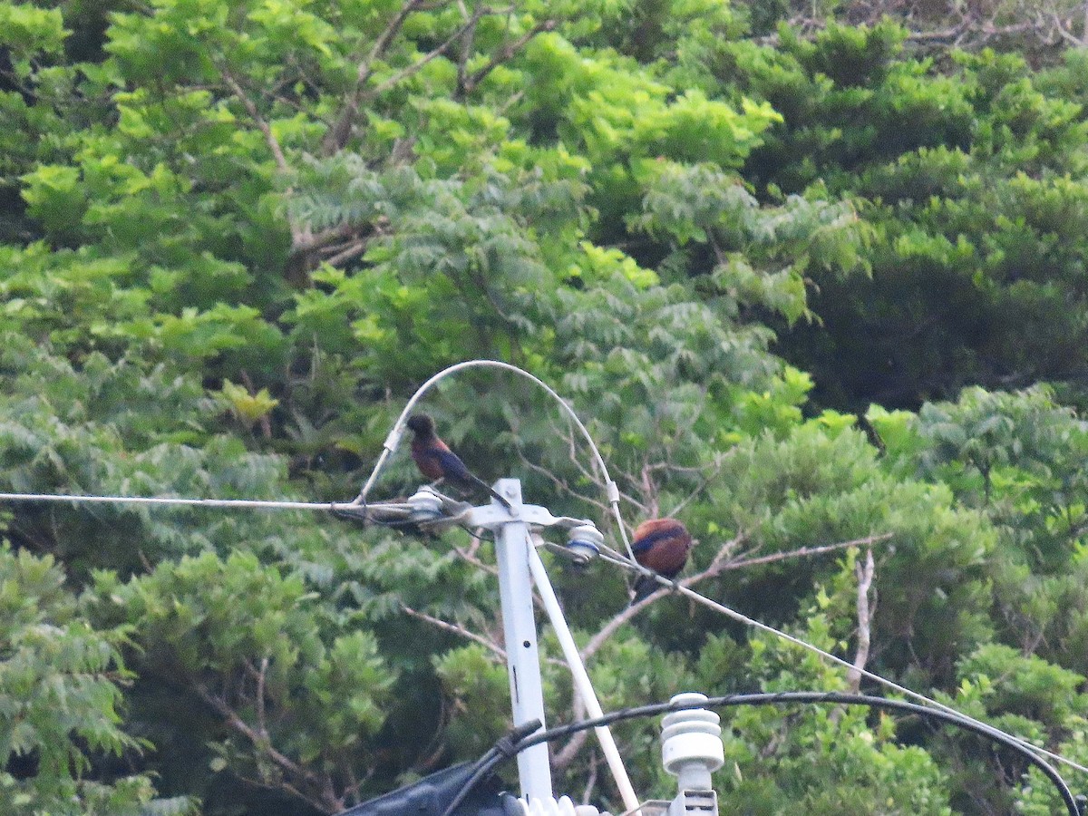 sojka nachová - ML646229586