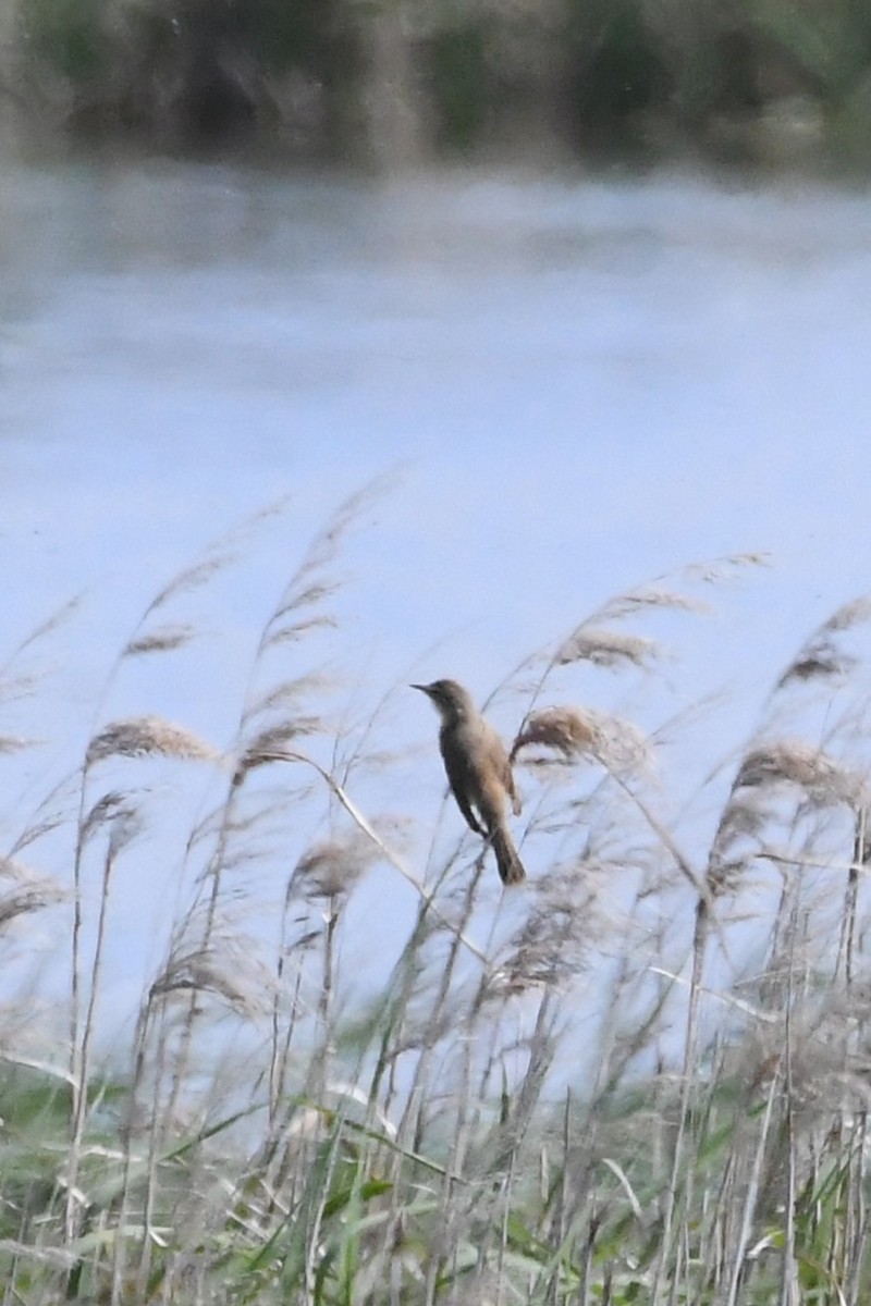 rákosník australský - ML646229587