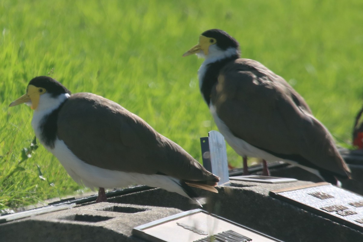 čejka australská - ML646229588