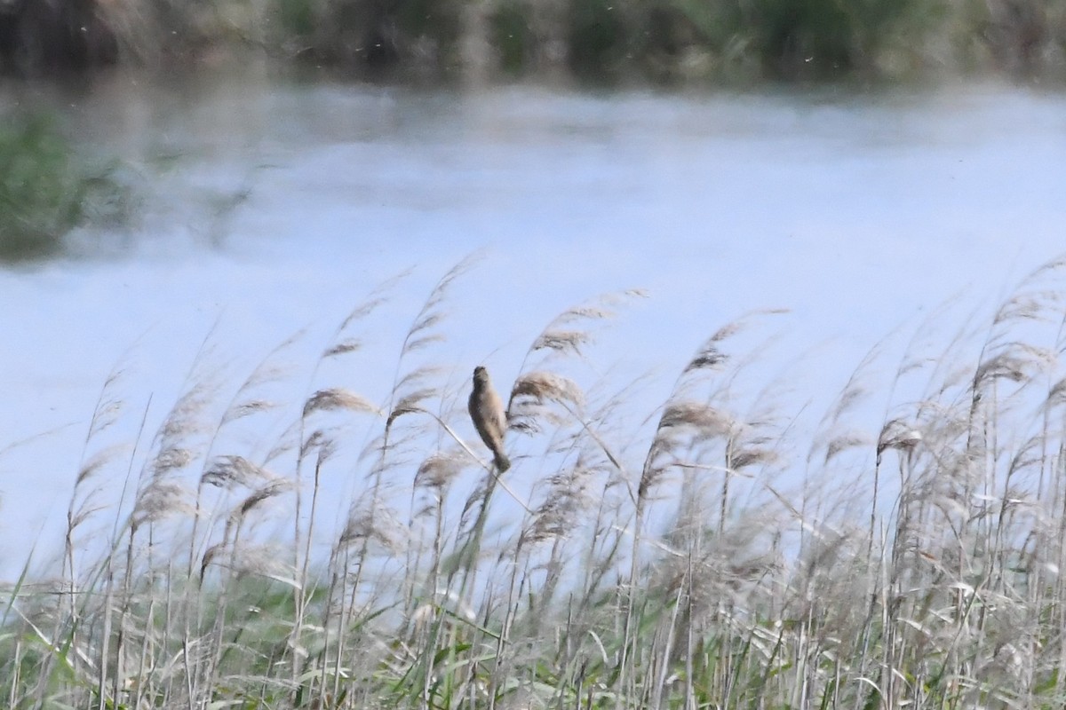 rákosník australský - ML646229589