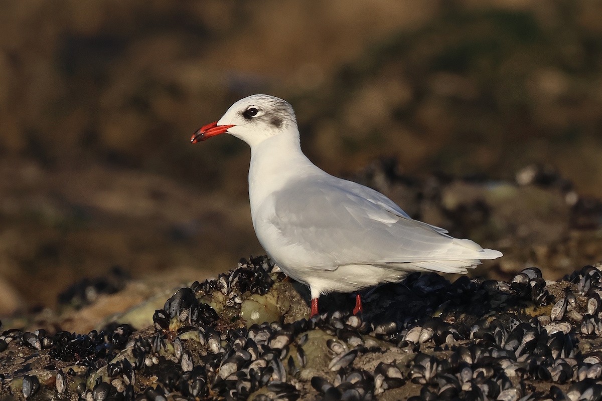 racek černohlavý - ML646229592