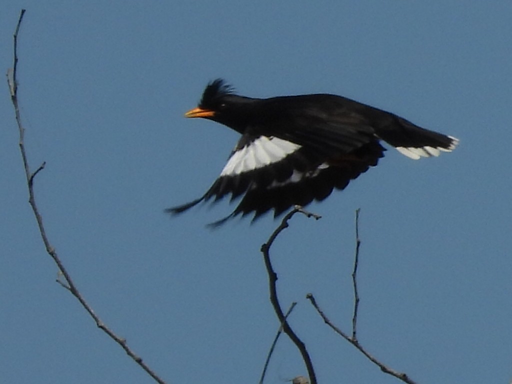 majna velká - ML646229593