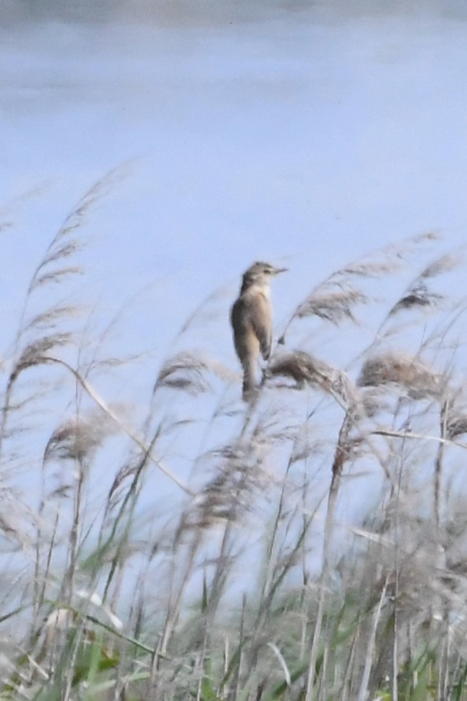 rákosník australský - ML646229594