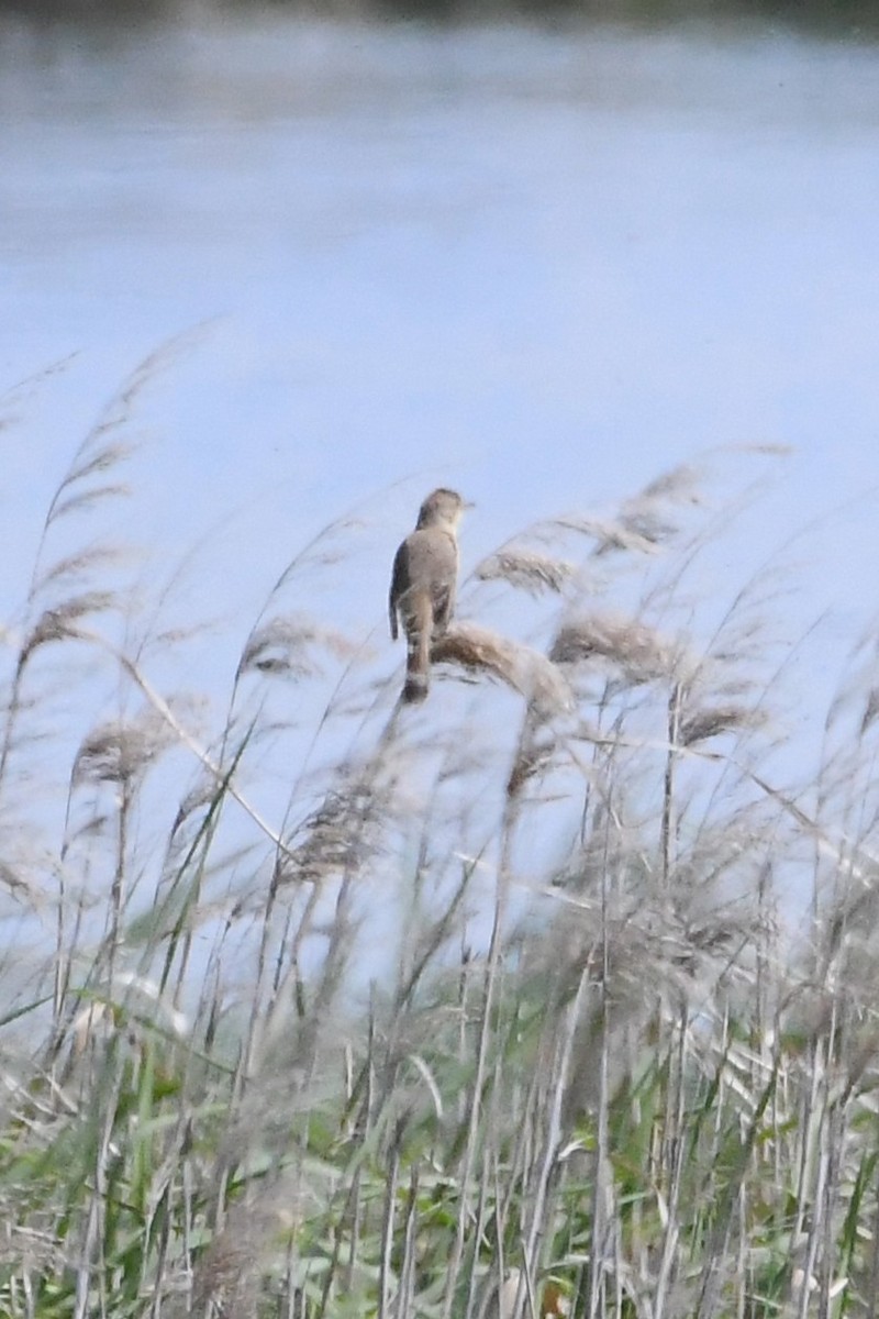 rákosník australský - ML646229596