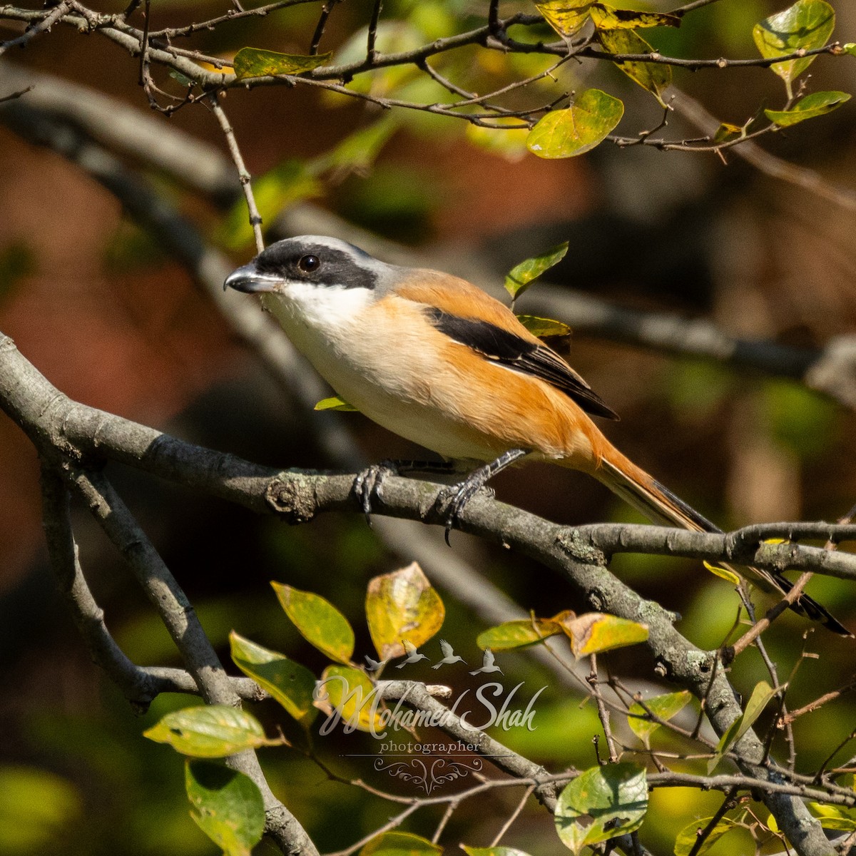 ťuhýk královský - ML646229598