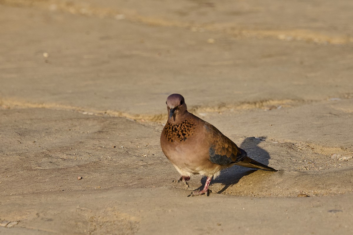 hrdlička senegalská - ML646229599