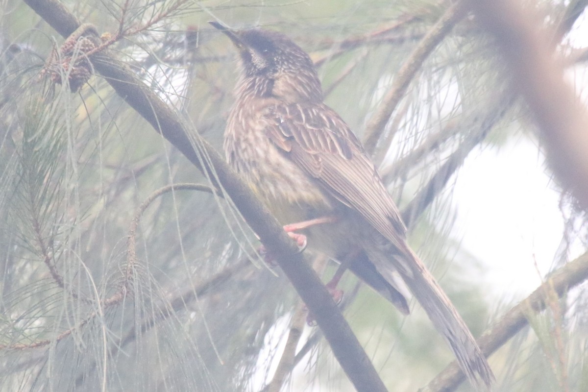 laločnatka jihoaustralská - ML646229600