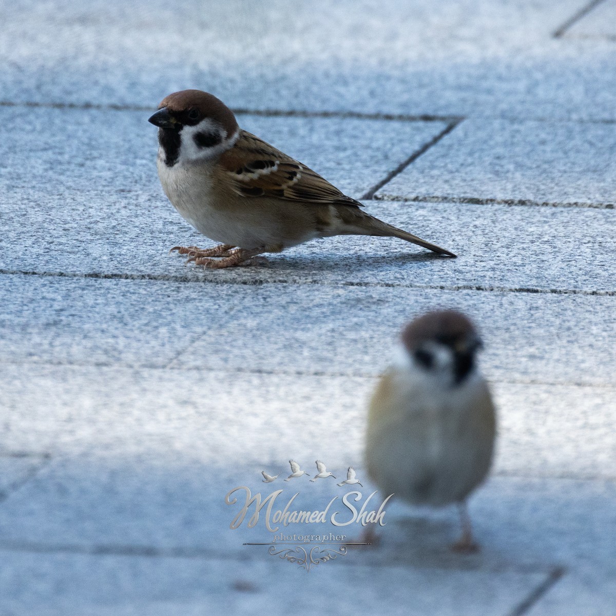 Eurasian Tree Sparrow - ML646229602