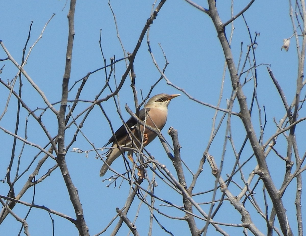 vinstær - ML646229604