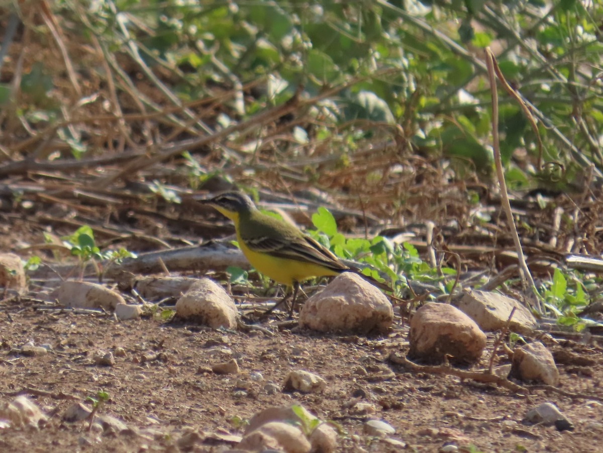 Western Yellow Wagtail - ML646229617