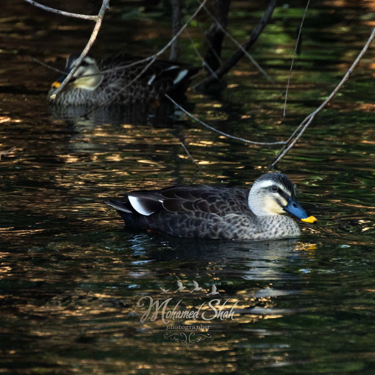 Eastern Spot-billed Duck - ML646229643