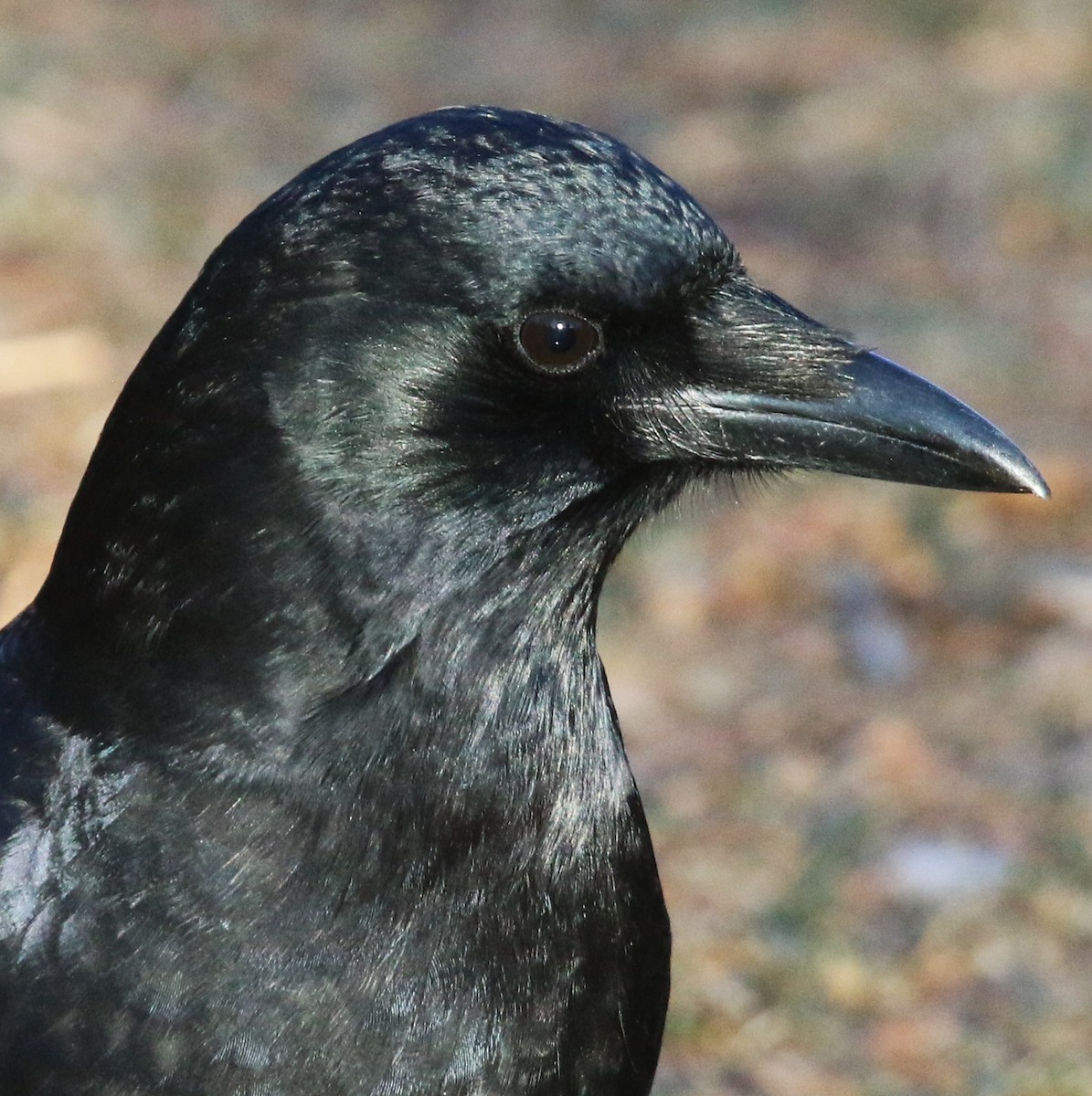 American Crow - ML646229645