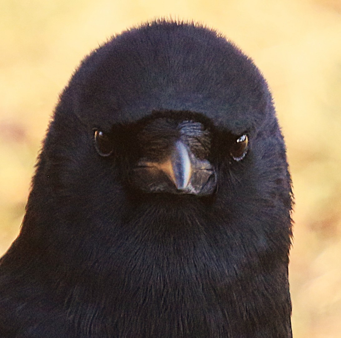 American Crow - ML646229646