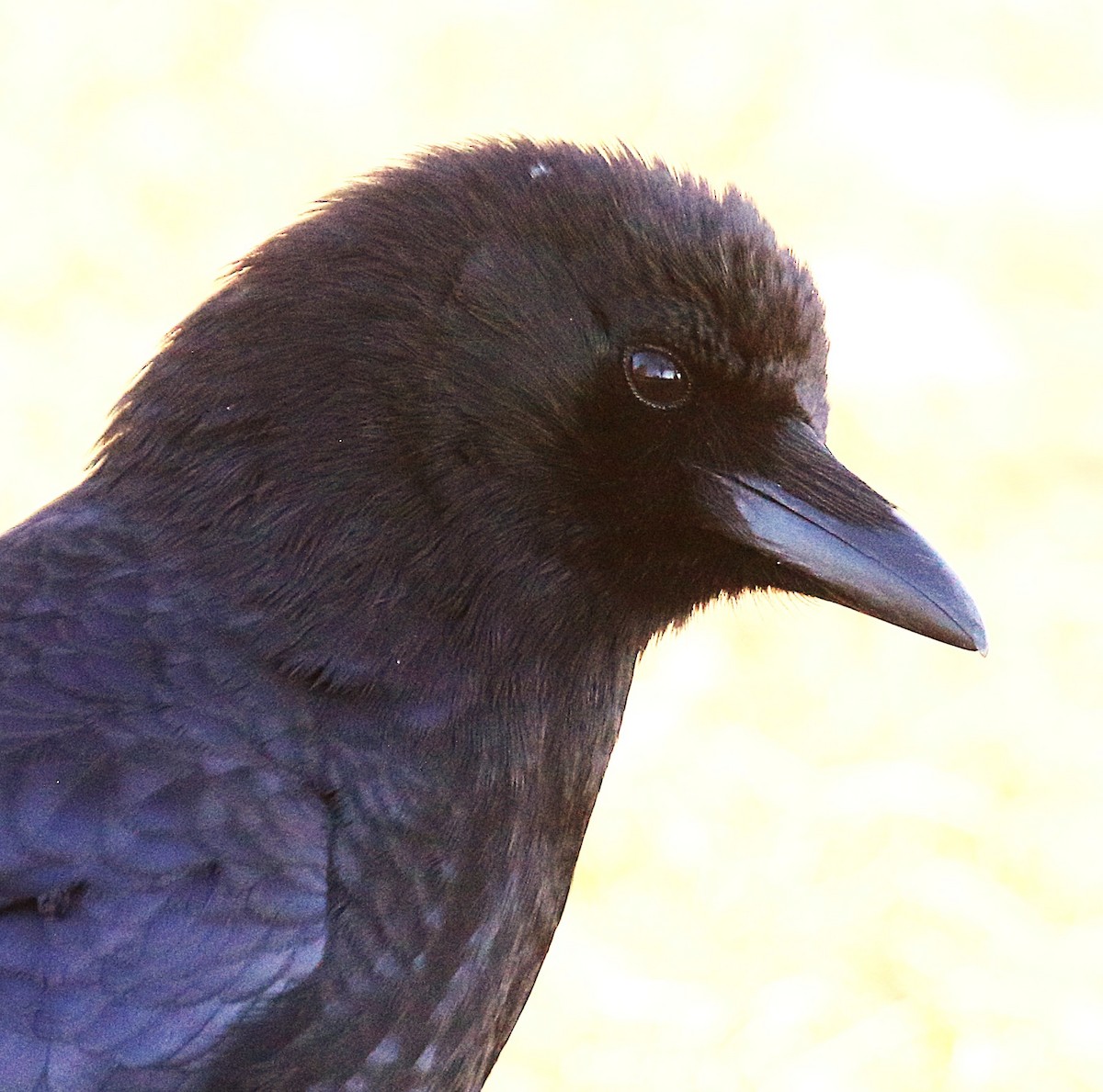 American Crow - ML646229647
