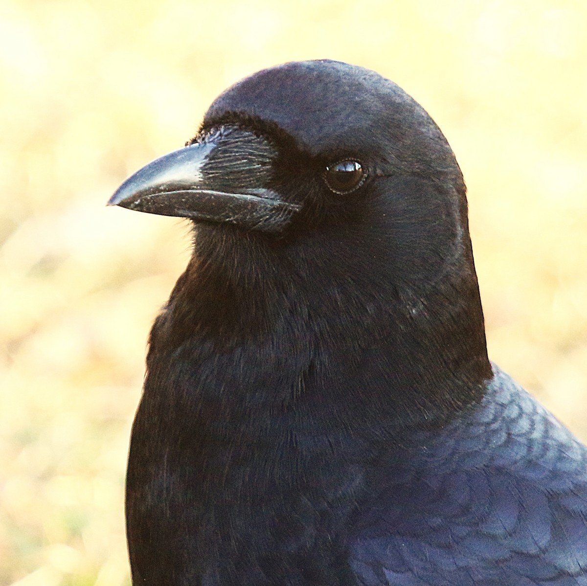 American Crow - ML646229648
