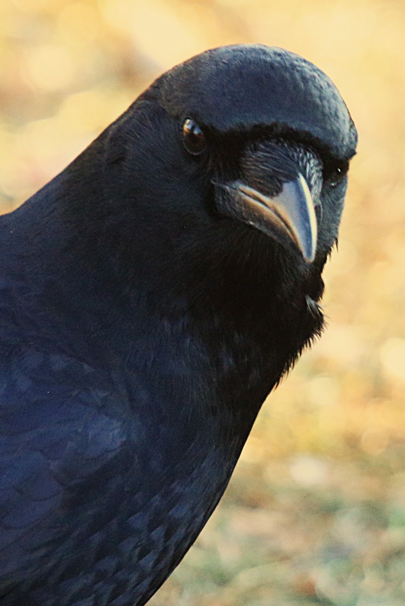 American Crow - ML646229649