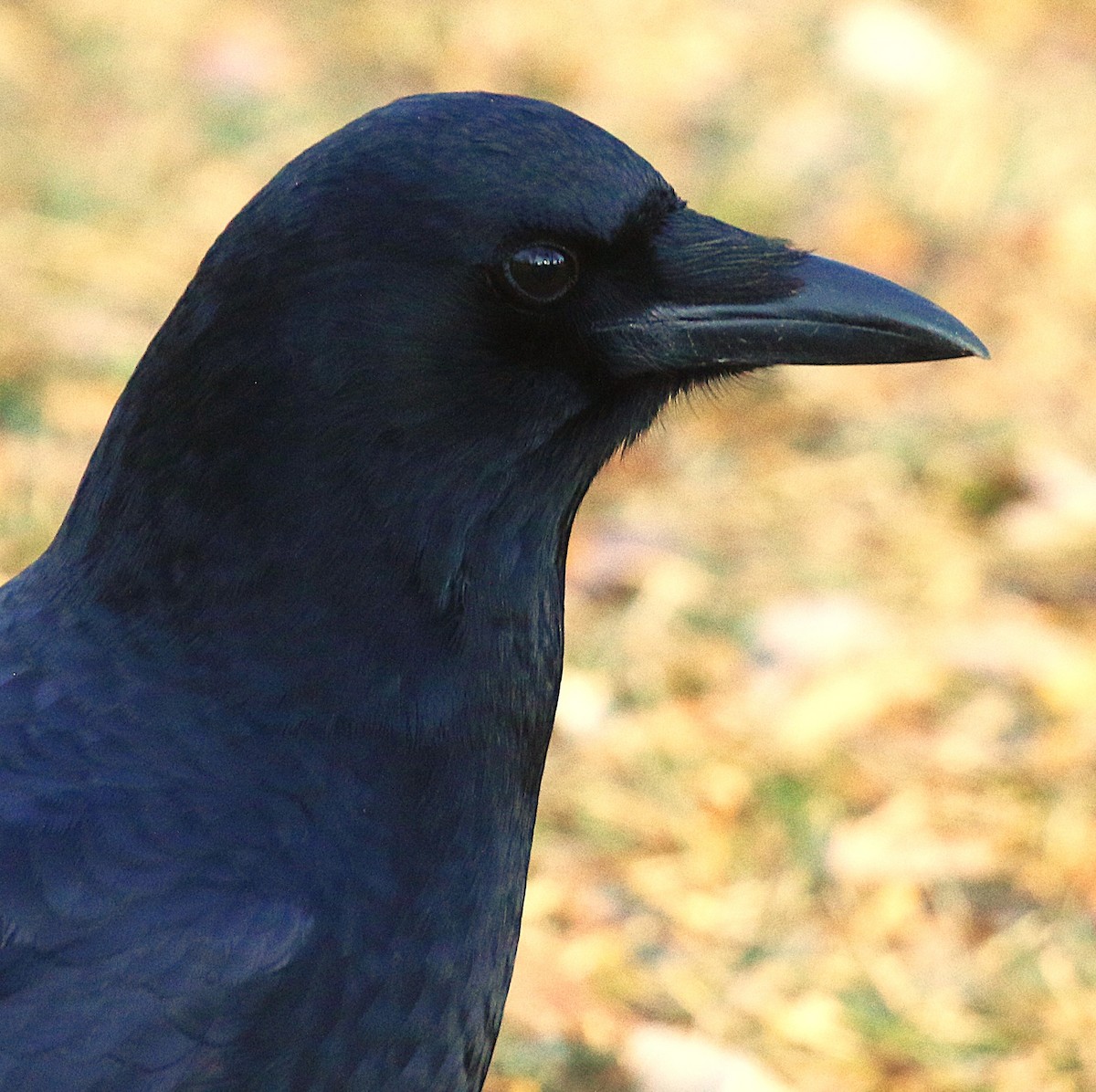 American Crow - ML646229650