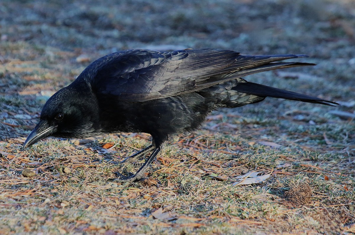 American Crow - ML646229651
