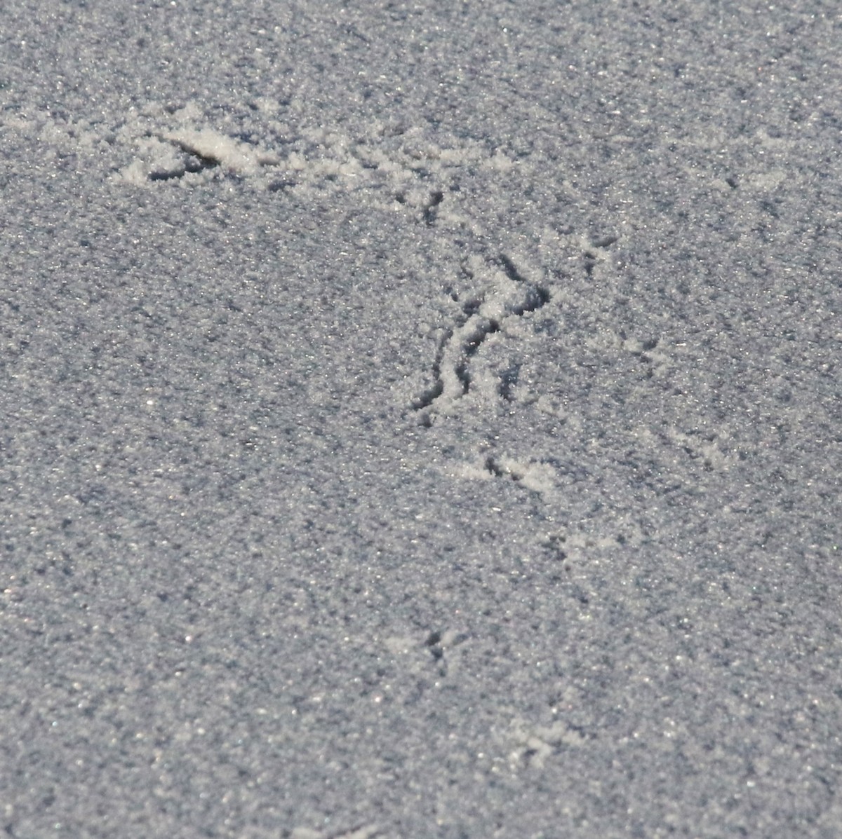 American Crow - ML646229654