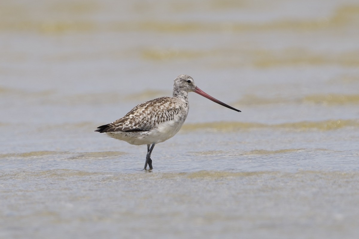Bar-tailed Godwit - ML646229664