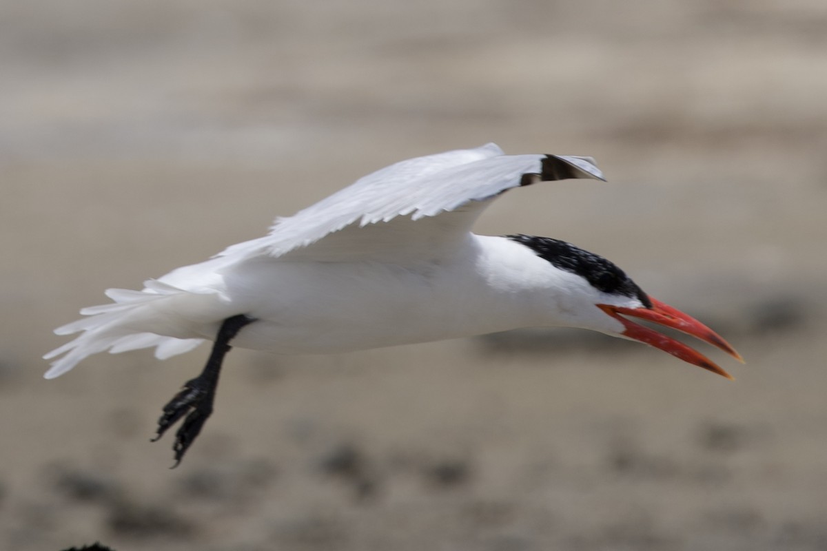 Caspian Tern - ML646229666