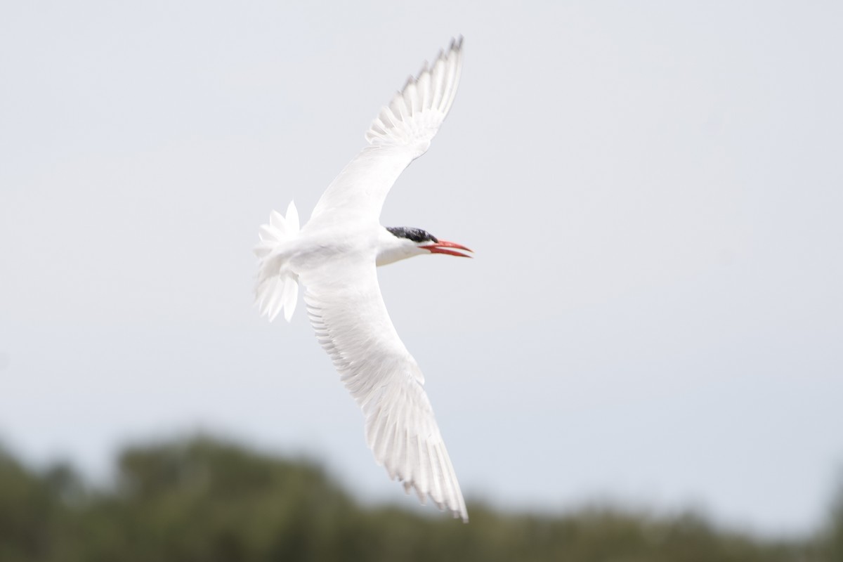 Caspian Tern - ML646229667