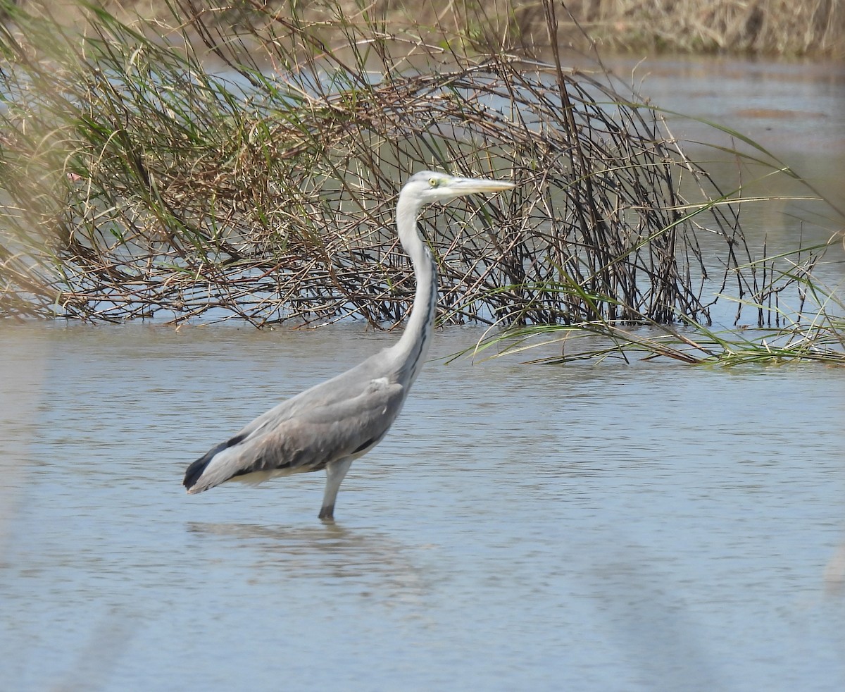 Gray Heron - ML646229668