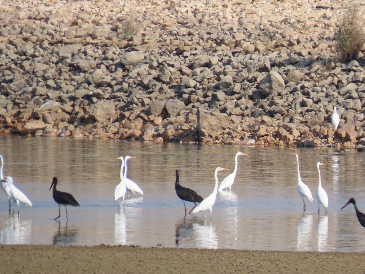 Great Egret - ML646229669
