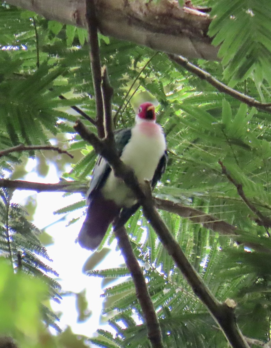 ボタンバト - ML646229671