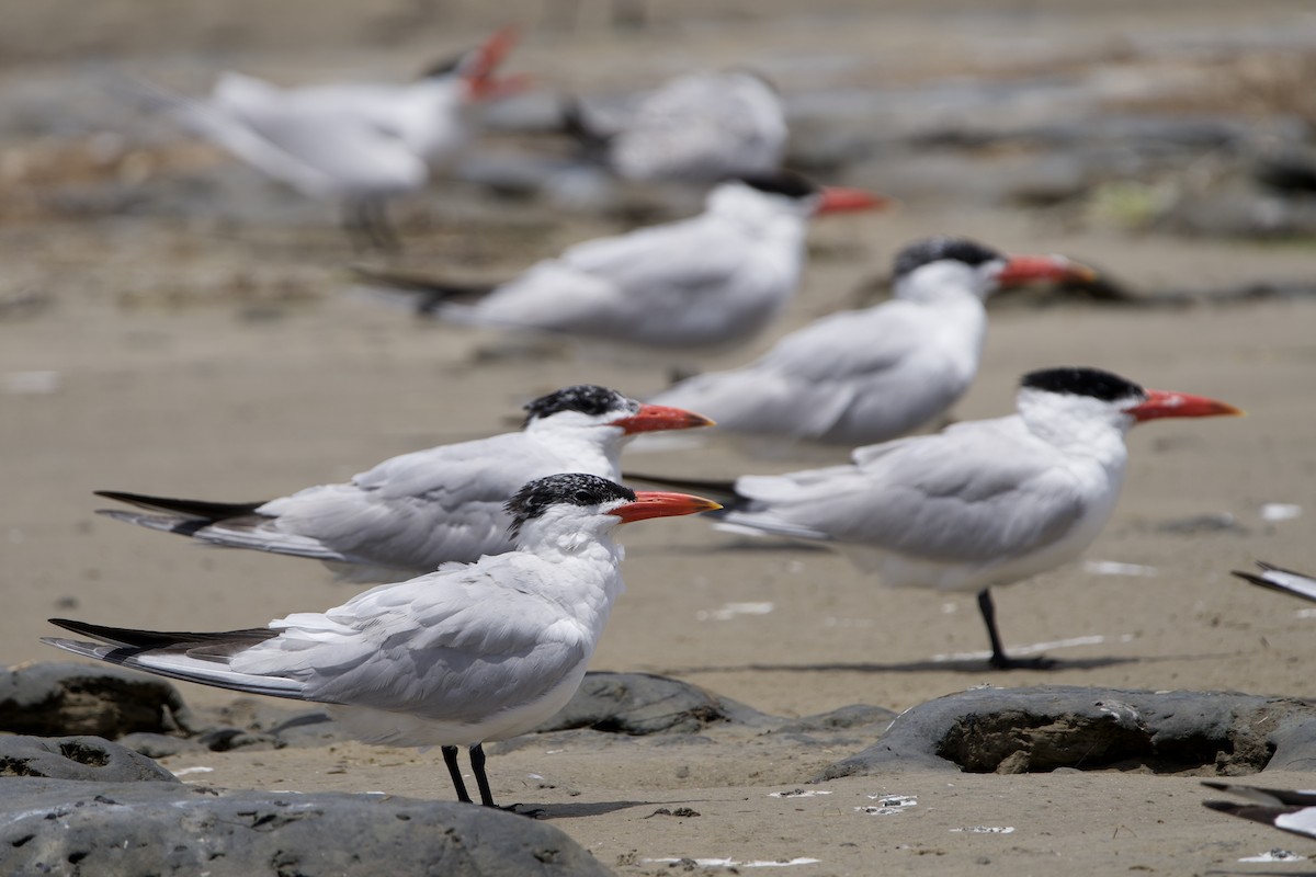 Caspian Tern - ML646229672