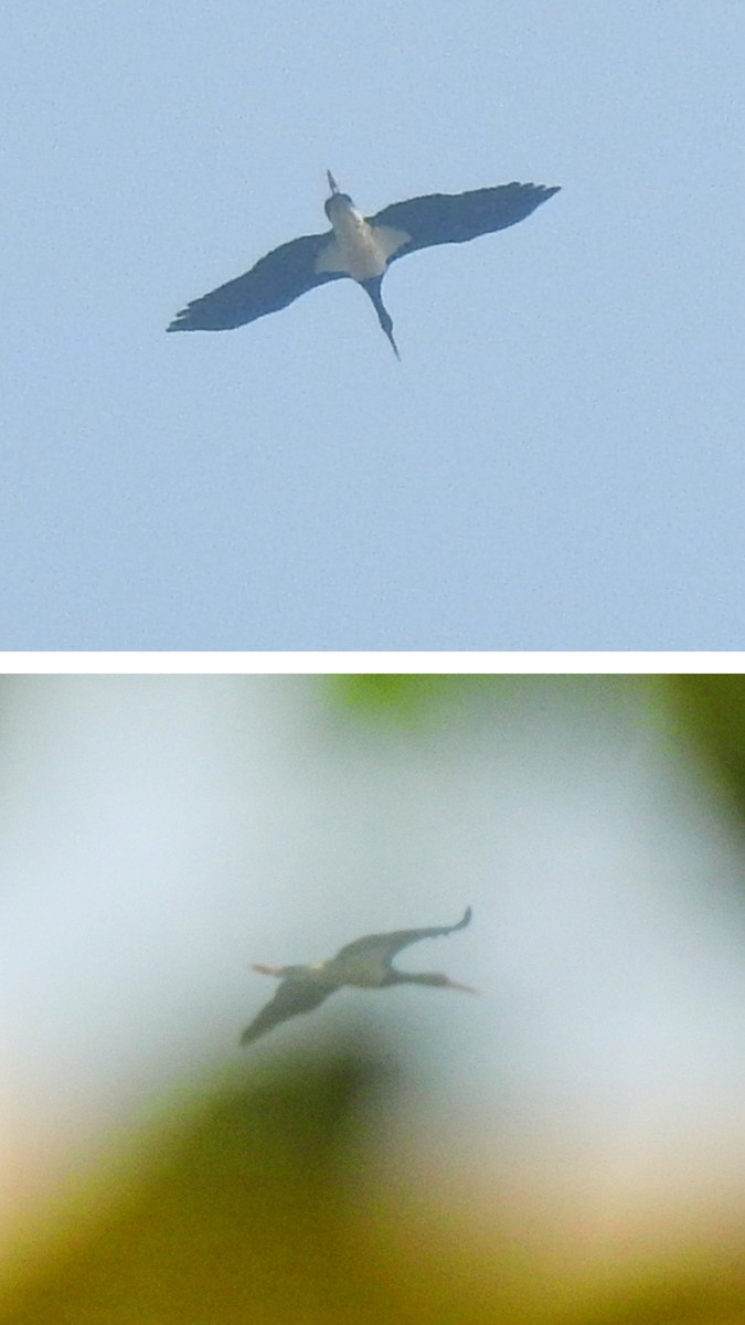 čáp černý - ML646229673