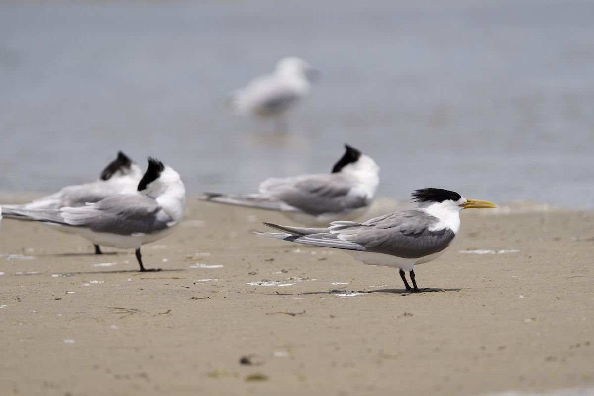 Great Crested Tern - ML646229676