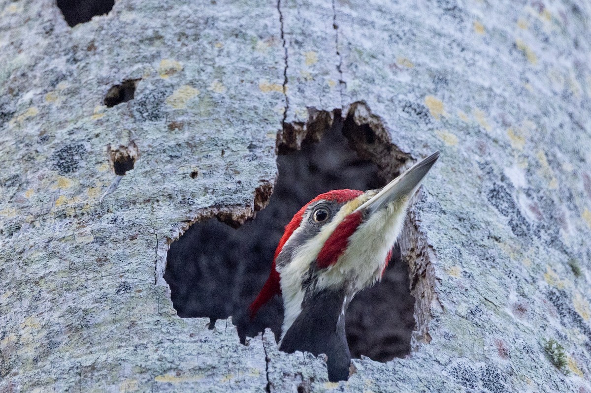 Pileated Woodpecker - ML646229677