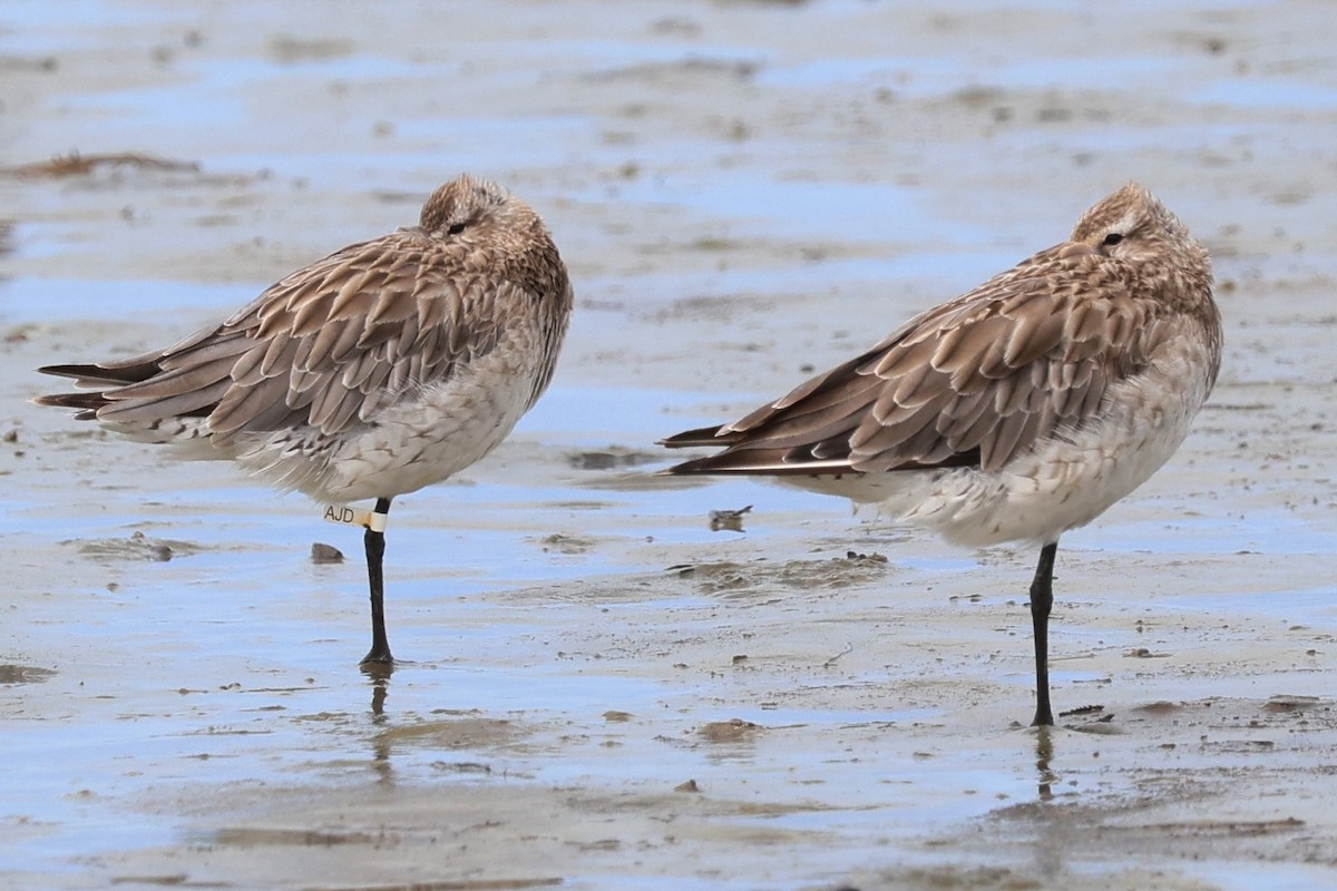 Bar-tailed Godwit - ML646229678