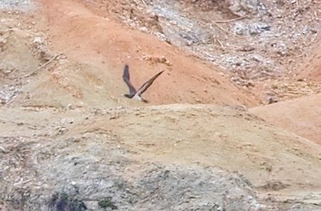 Cocos Booby - ML646229685