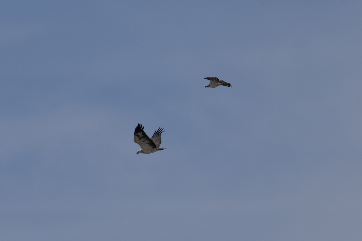 White-bellied Sea-Eagle - ML646229686