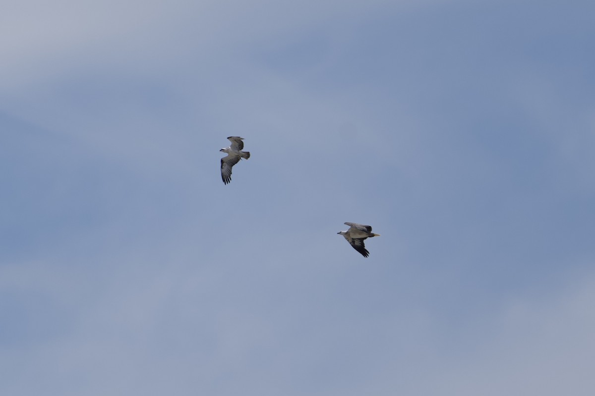 White-bellied Sea-Eagle - ML646229687