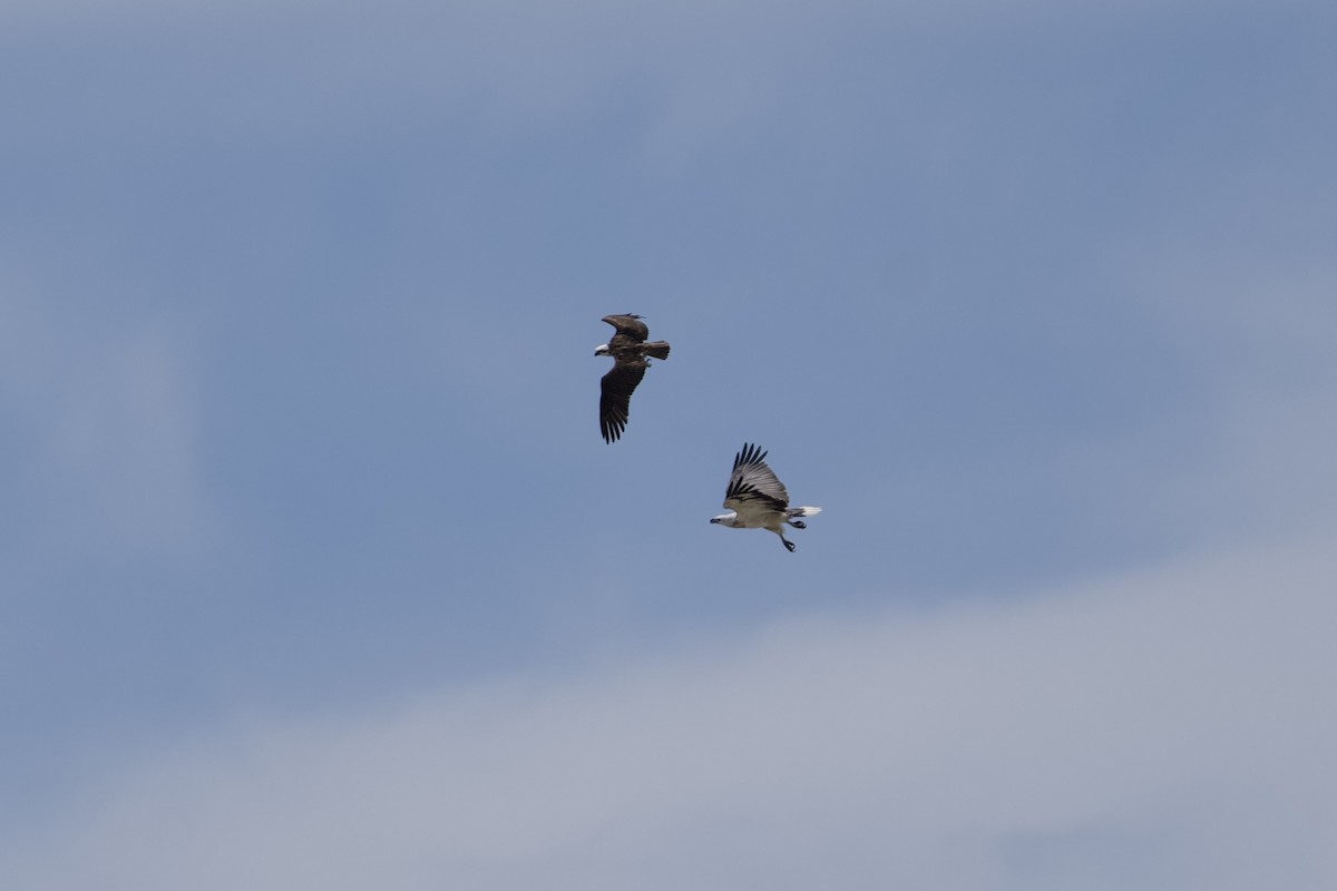 White-bellied Sea-Eagle - ML646229688