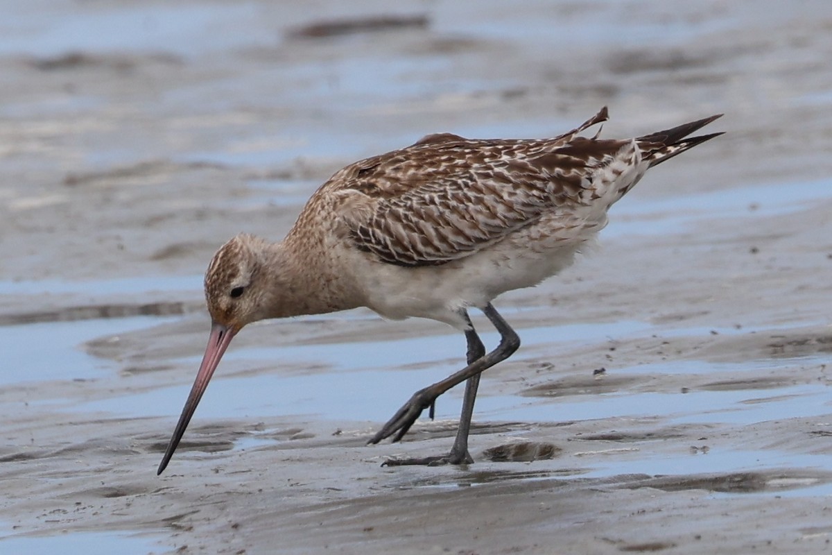 Bar-tailed Godwit - ML646229689