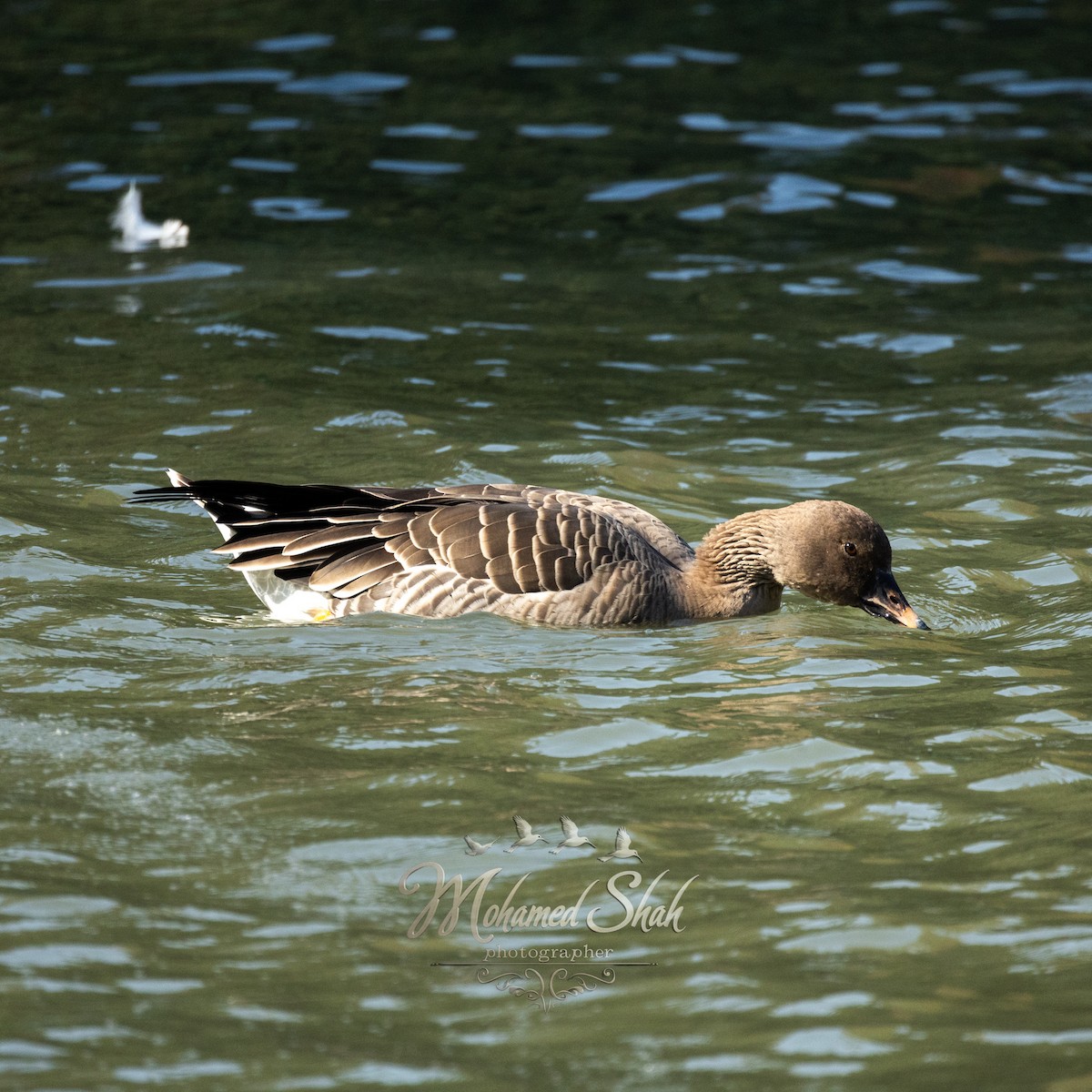 Tundra Bean-Goose - ML646229690